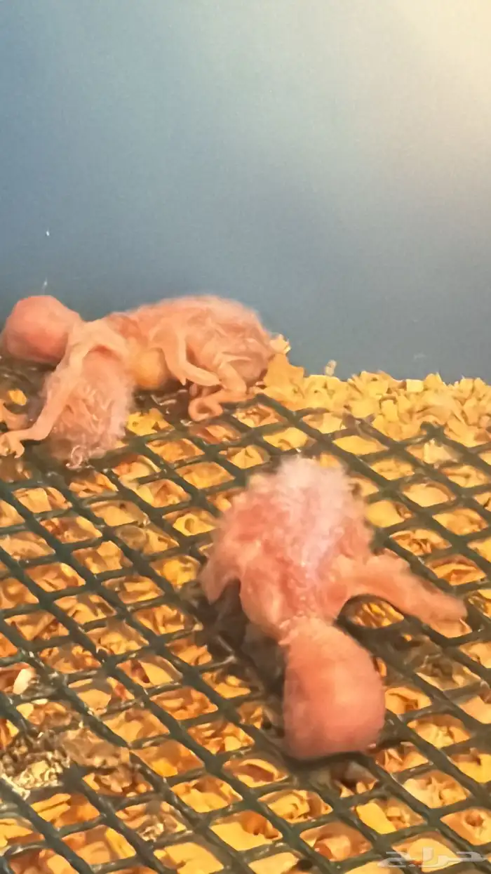 فروخ روز غار 0