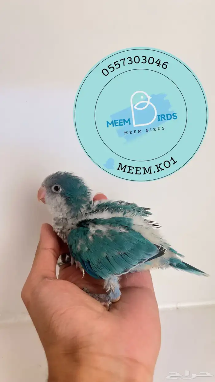 فرخ كويكر ازرق 0
