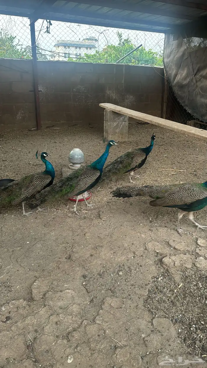 ذكور طاووس للبيع 1