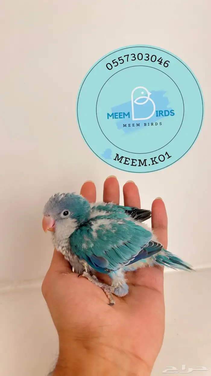 فرخ كويكر ازرق 1