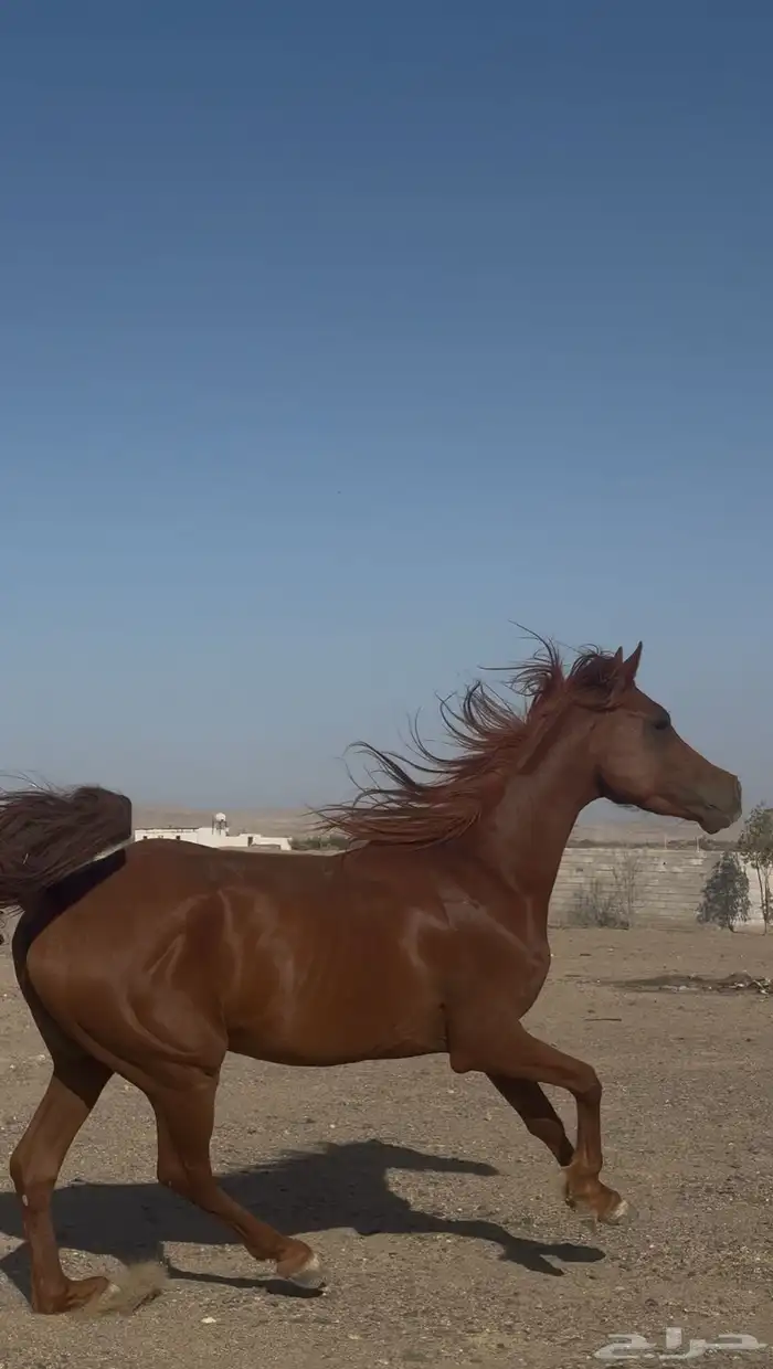 حصان شعبي للبيع 0