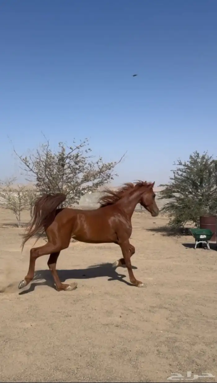 حصان شعبي للبيع 1