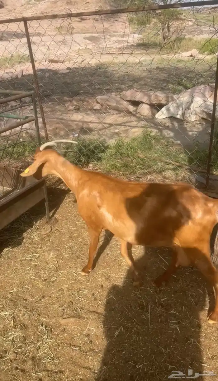 عنز دهما دافع ( تم البيع ) 1