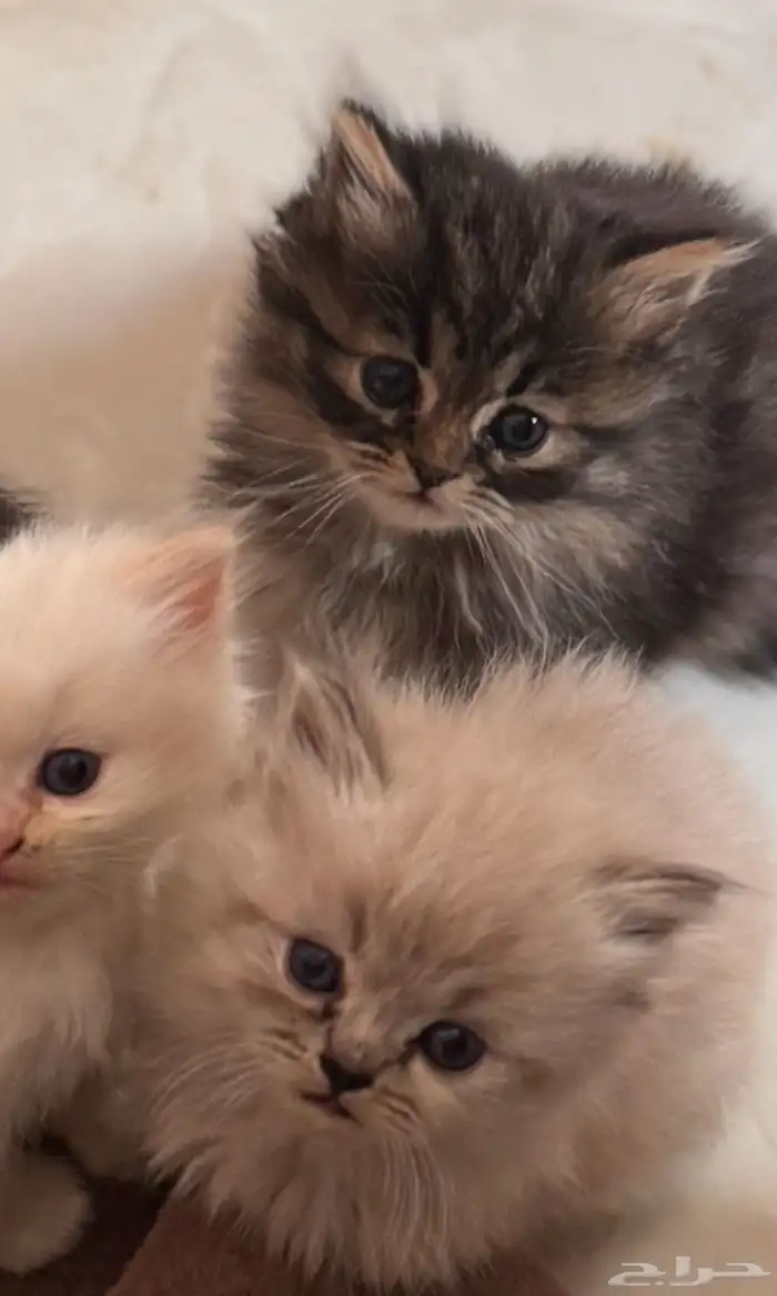 قطط شيرازيه العمر شهر ونص الى شهرين بيع 0