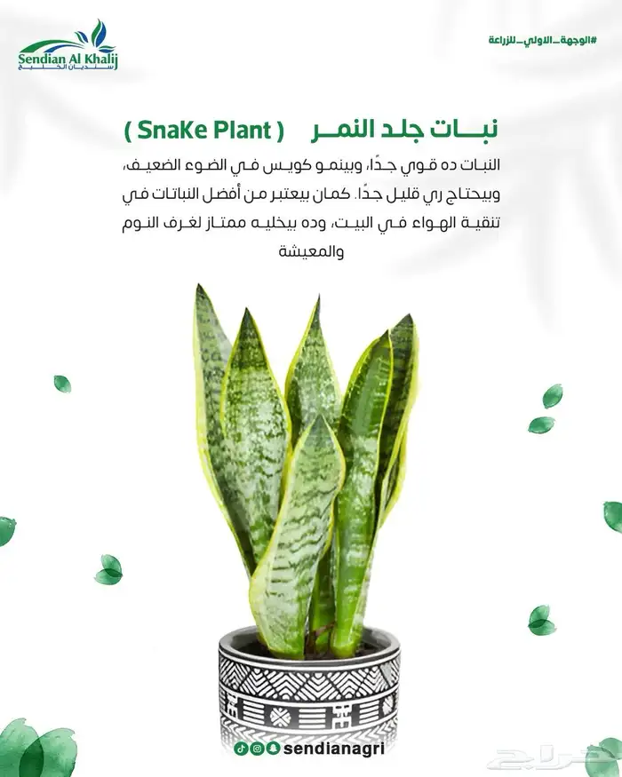 مصمم جرافيك 9