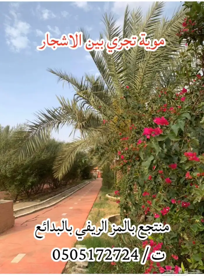 منتجع بالمز الريفي. بالب 10