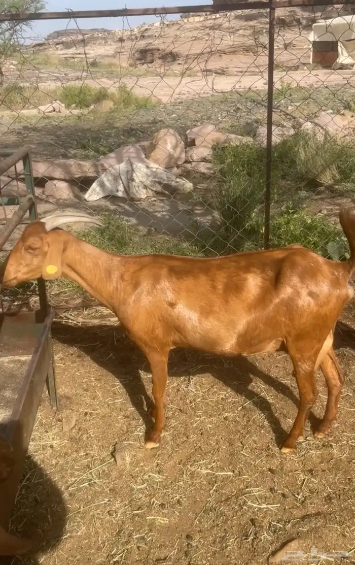 عنز دهما دافع ( تم البيع ) 3