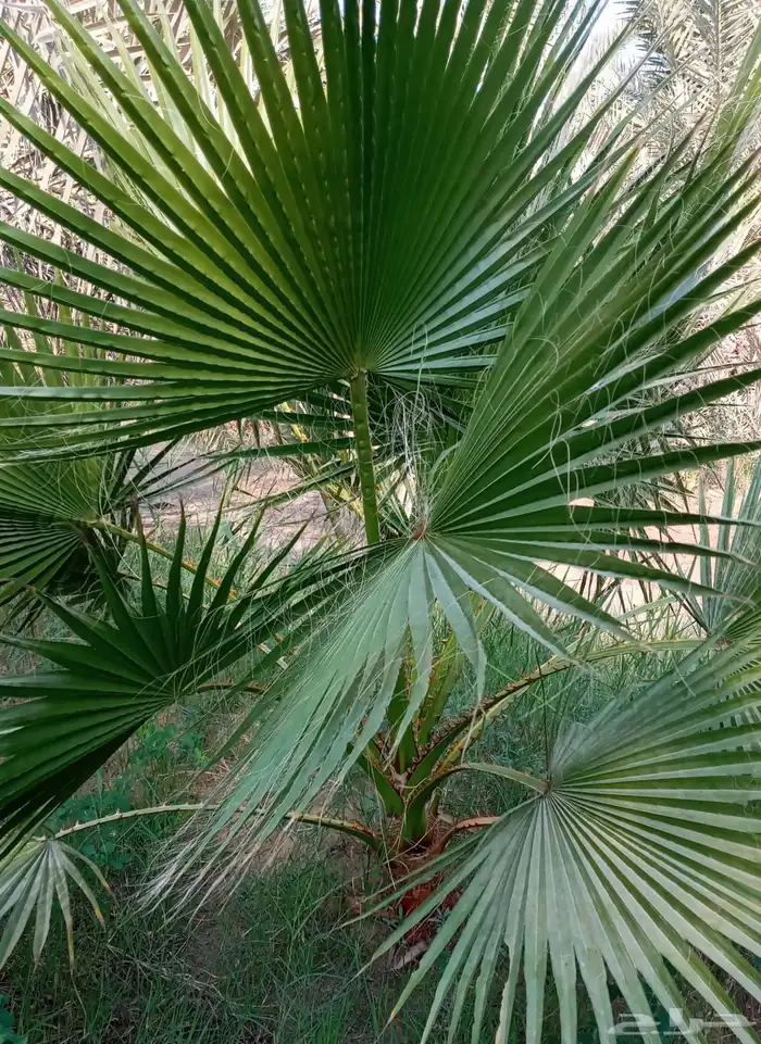 بذور 0