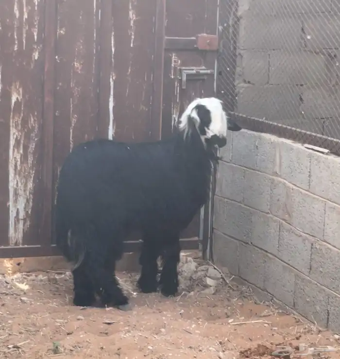 طليان نجد جذعان طيبة بالحيل 1