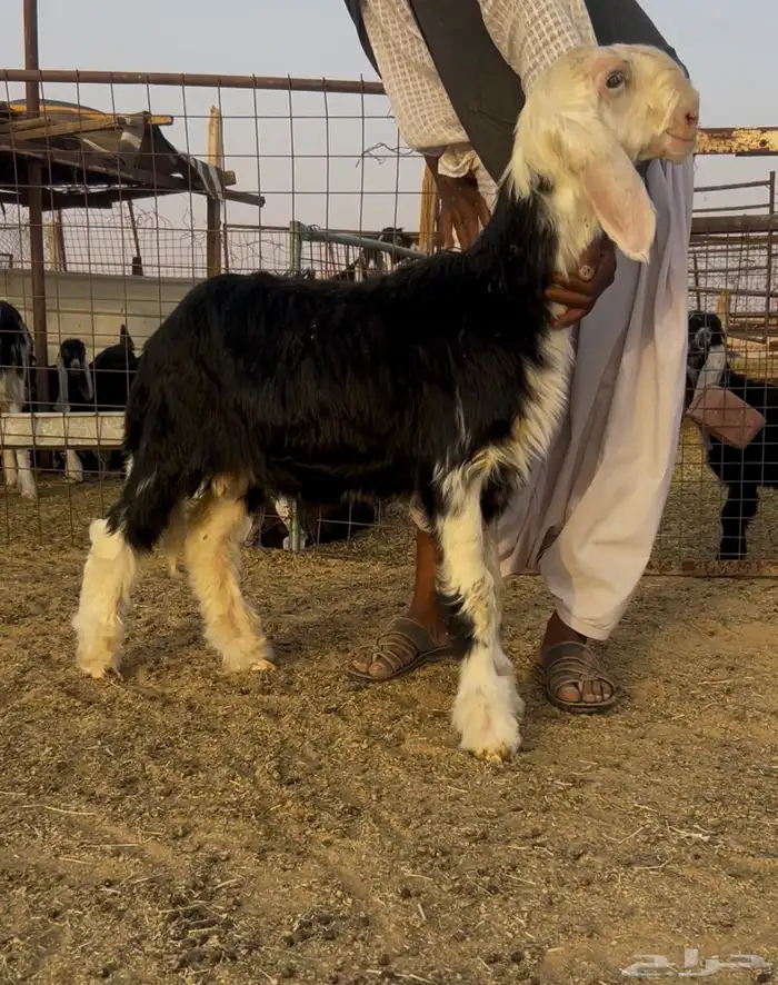 خرفان نجد صنف 2