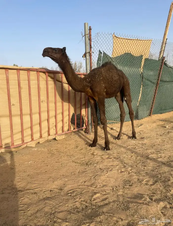 للبيع قعود كفو 0