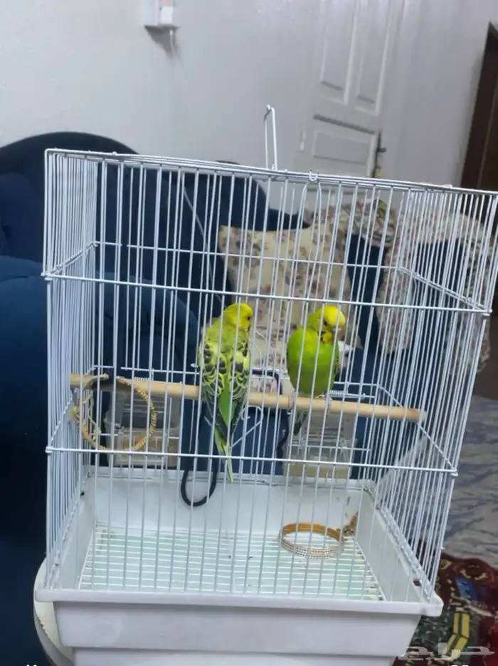 روز وبادجي للبيع 1