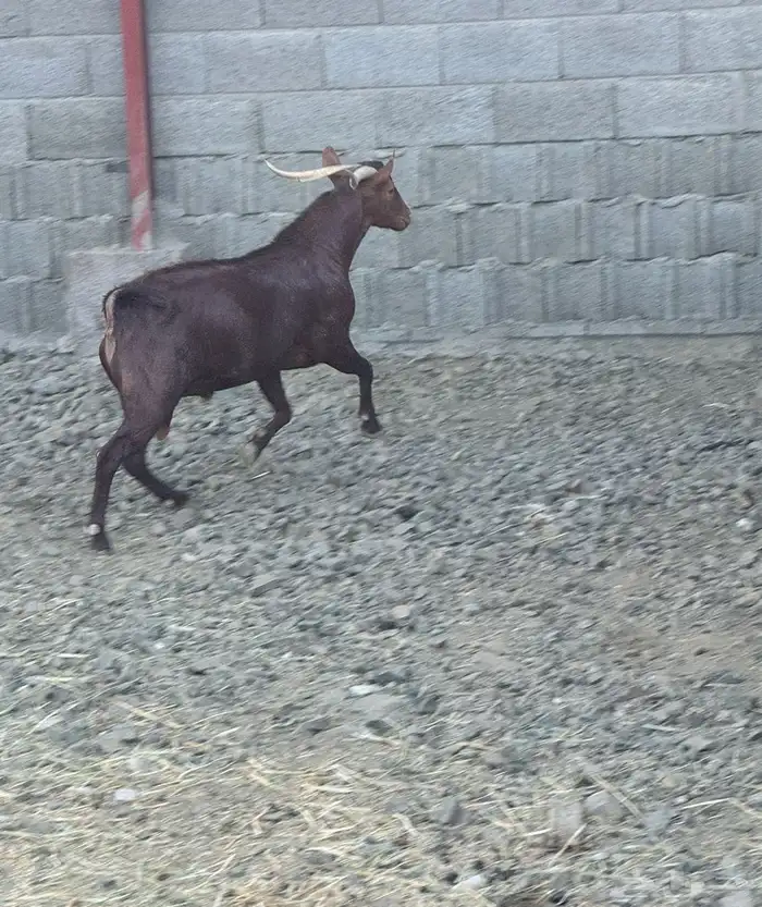 تيس ثني ادهم مشروط من كل عذرووب 3