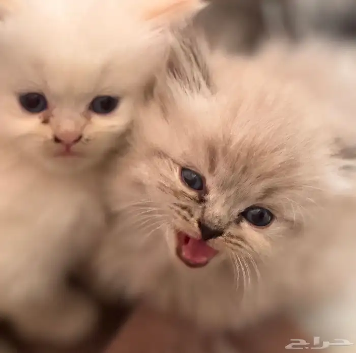 قطط شيرازيه العمر شهر ونص الى شهرين بيع 1