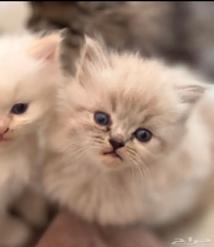 قطط شيرازيه العمر شهر ونص الى شهرين بيع 3