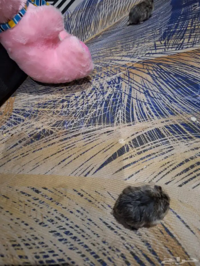 حيوانات أليفة هامستر 8