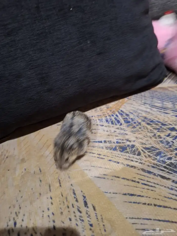 حيوانات أليفة هامستر 10