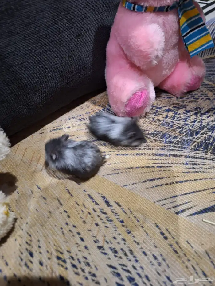 حيوانات أليفة هامستر 6