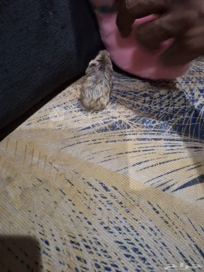 حيوانات أليفة هامستر 11