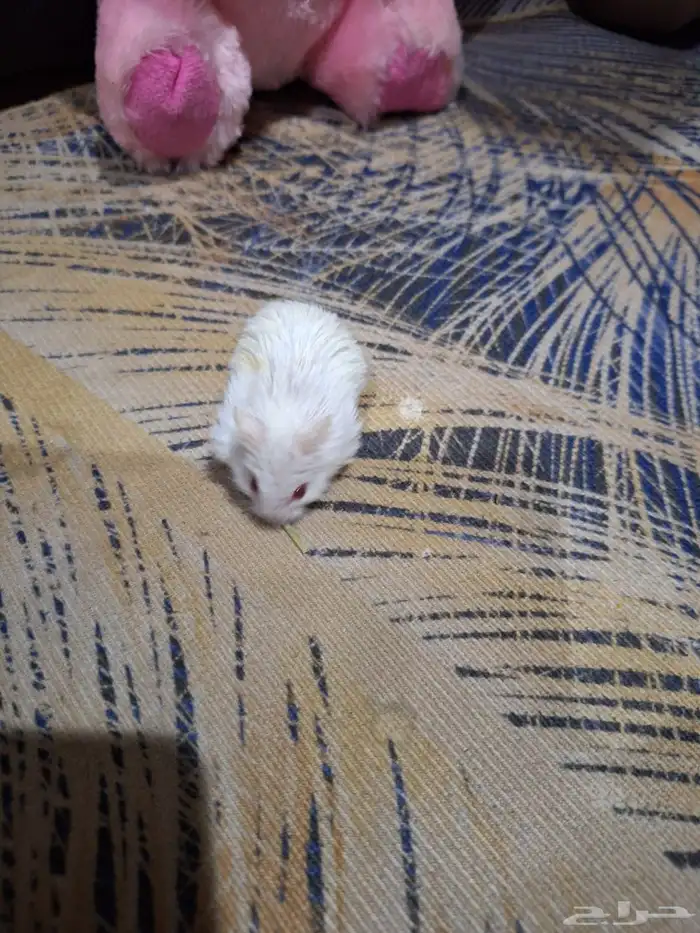 حيوانات أليفة هامستر 2