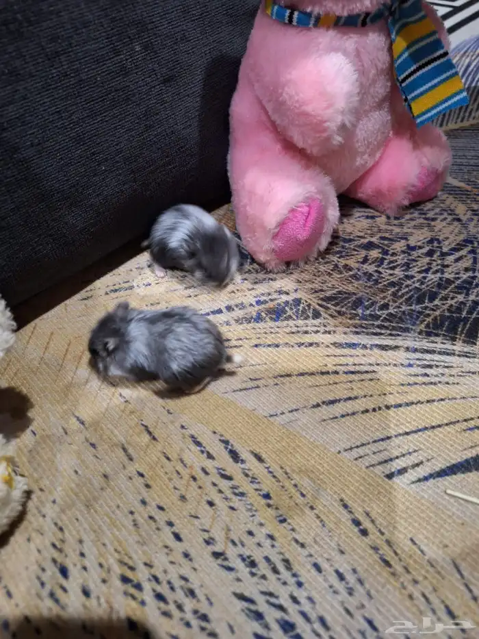 حيوانات أليفة هامستر 3