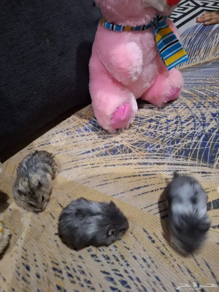 حيوانات أليفة هامستر 4