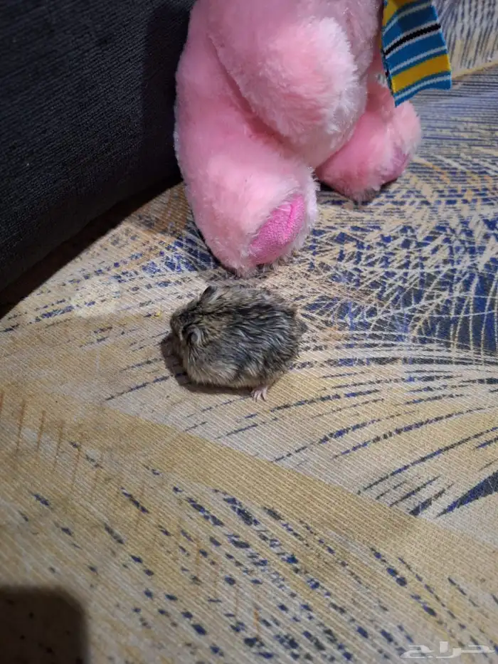 حيوانات أليفة هامستر 12