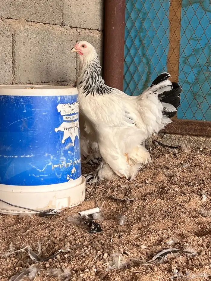 للبيع طقم براهما كولمبي كونك 0