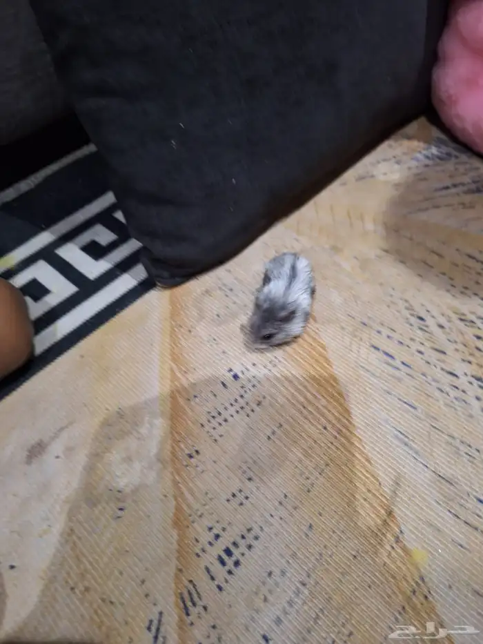 حيوانات أليفة هامستر 7