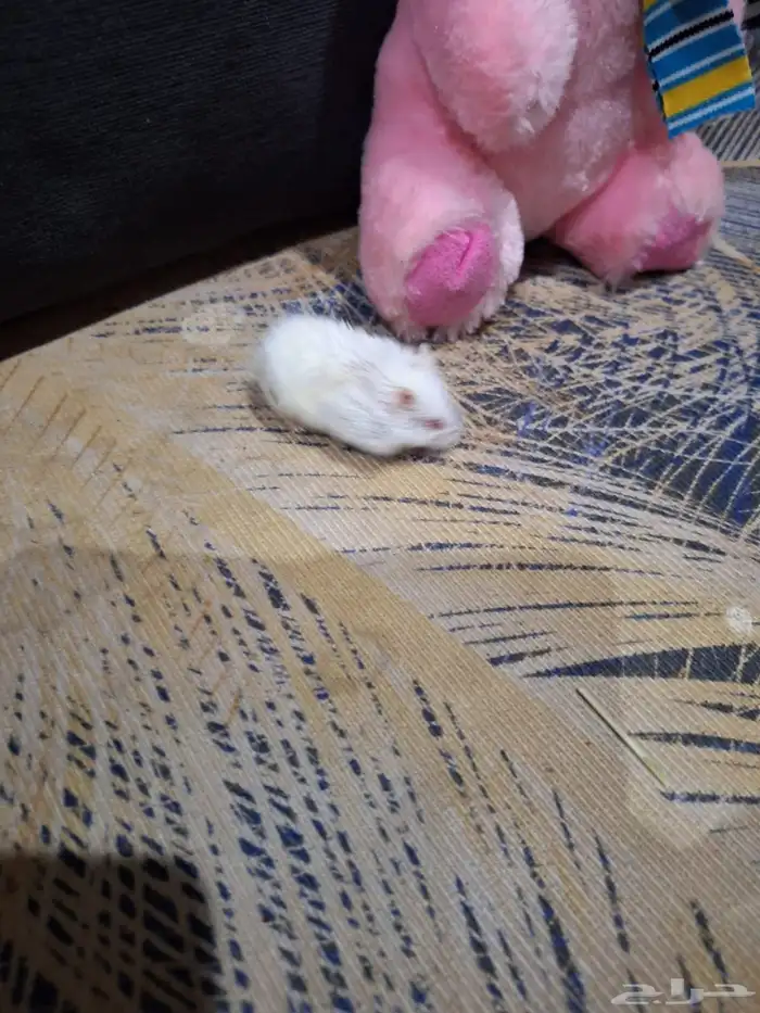 حيوانات أليفة هامستر 13