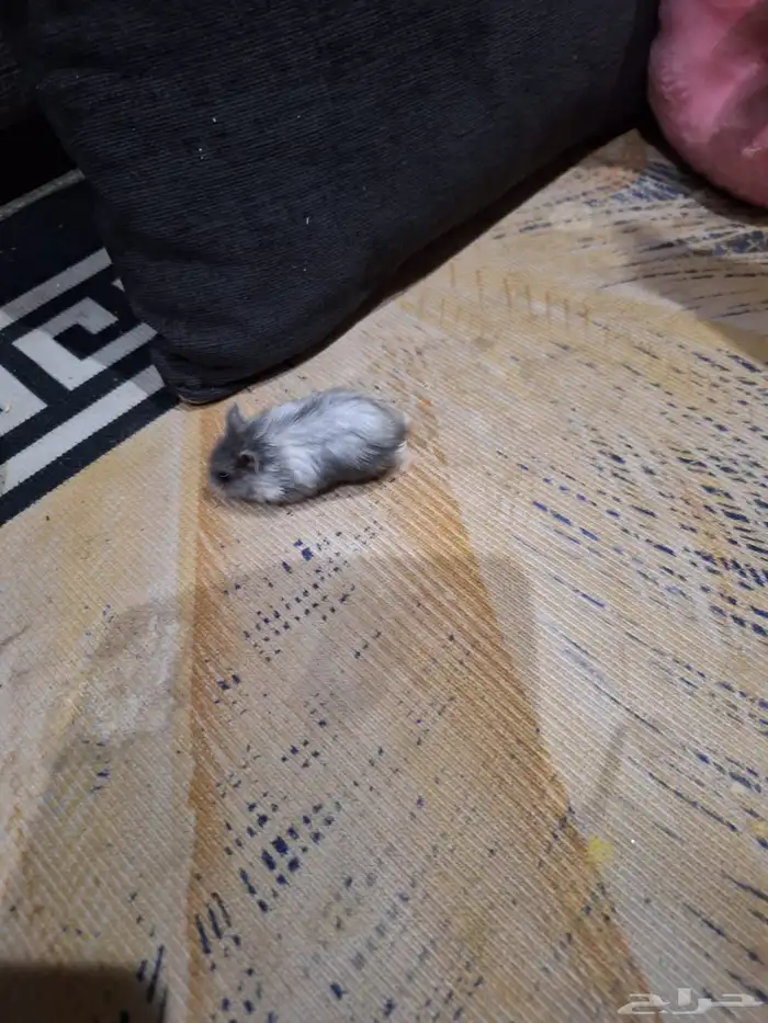 حيوانات أليفة هامستر 5