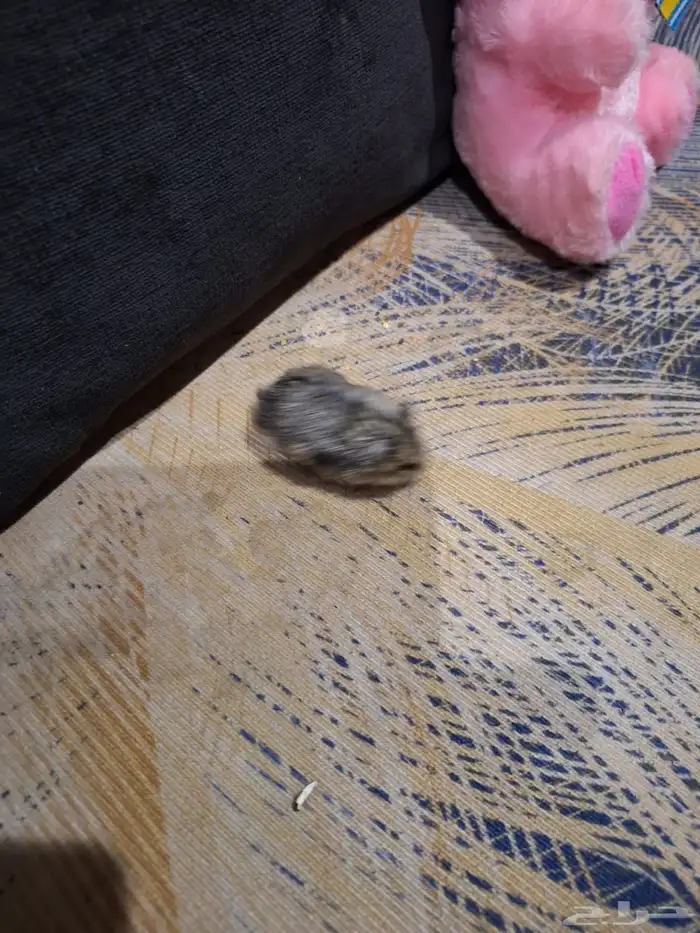 حيوانات أليفة هامستر 0