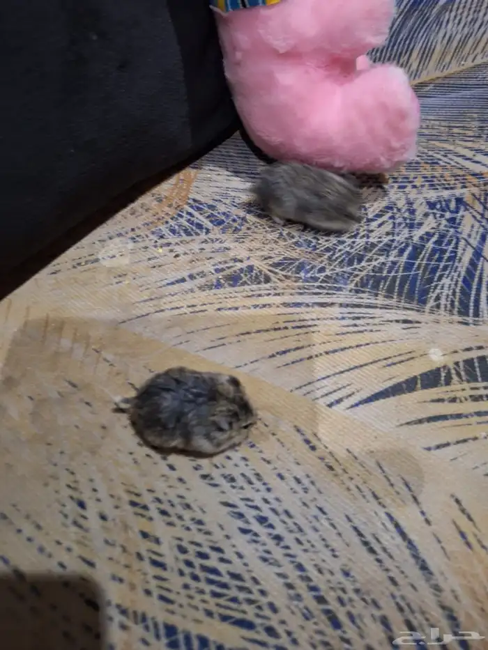 حيوانات أليفة هامستر 9