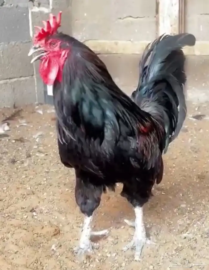 ديك بلدي 1