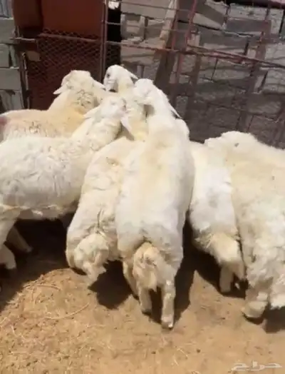 طليان حريه تم البيع 0