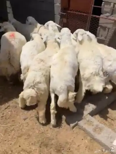 طليان حريه تم البيع 3