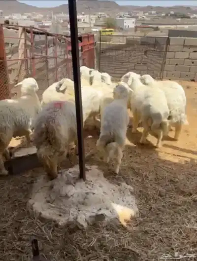 طليان حريه تم البيع 2