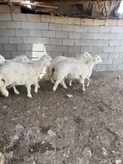 طليان حريه تم البيع 1