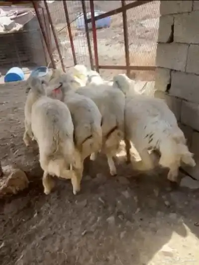 طليان حريه تم البيع 4