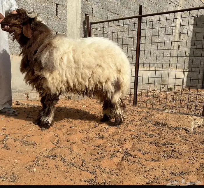 للبيع طليان نعيم كناور 1