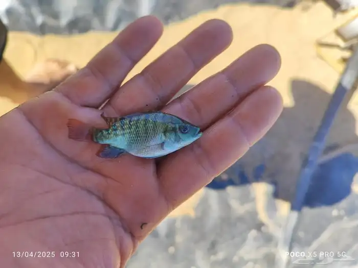 زريعة سمك بلطي 0