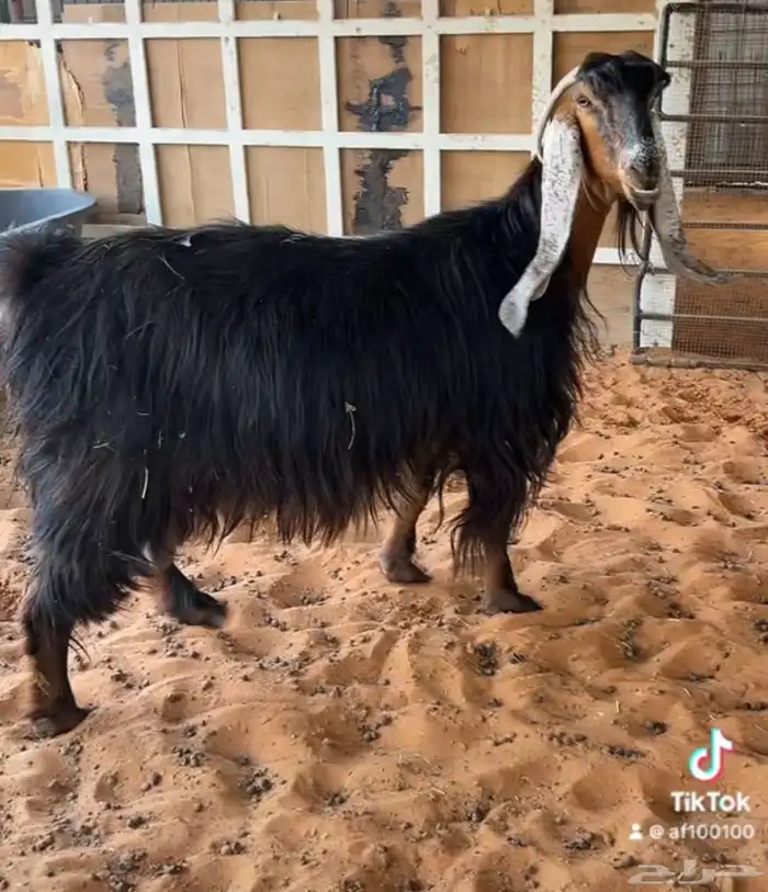 عنز جرم ناهي حاصب 0