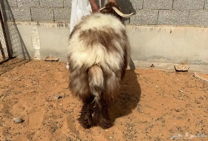 للبيع طليان نعيم كناور 2