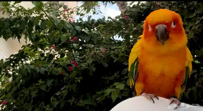 ببغاء صن كنيور 1