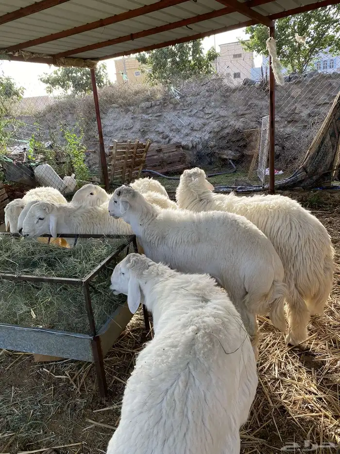 طليان حري تم البيع تم البيع خارررج 7