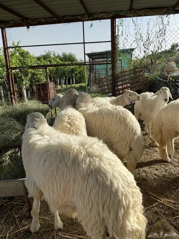 طليان حري تم البيع تم البيع خارررج 4