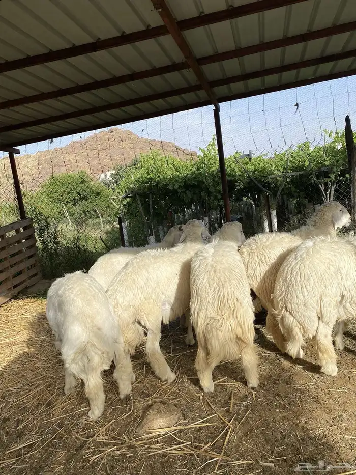 طليان حري تم البيع تم البيع خارررج 0