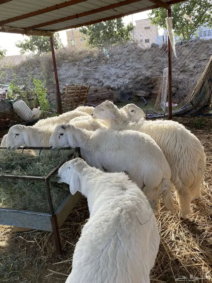 طليان حري تم البيع تم البيع خارررج 2