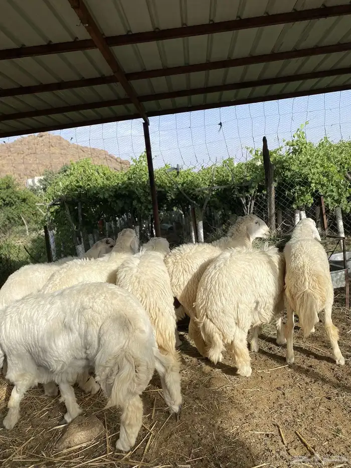 طليان حري تم البيع تم البيع خارررج 1