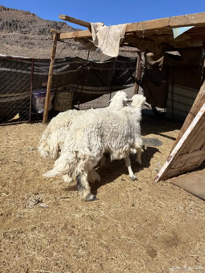 طليان حريه جبره وسمان مقفله على الشرط 4